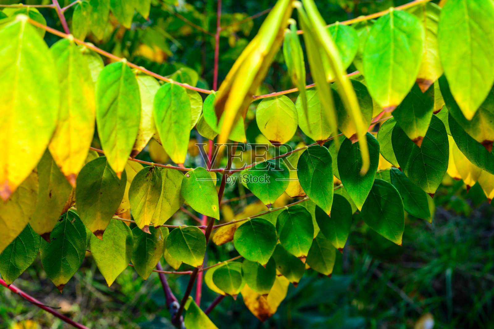 秋天花园中一根带有美丽明亮黄色叶子的树枝景观照片摄影图片