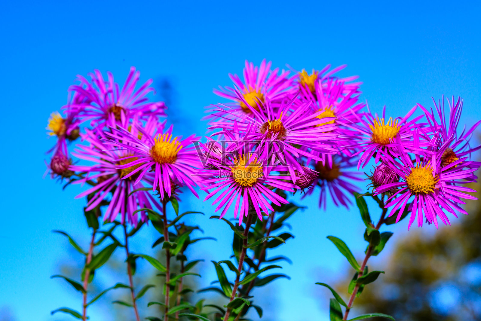秋季乌克兰花园中的红色花朵与黄色雄蕊的紫菀照片摄影图片