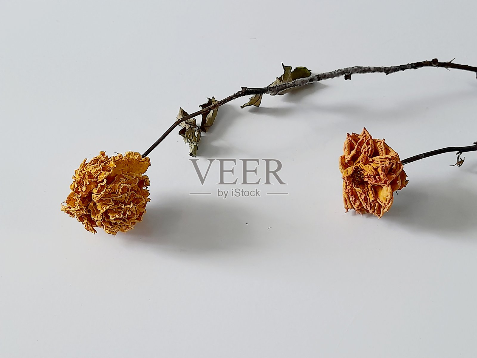 干花的美丽。照片摄影图片