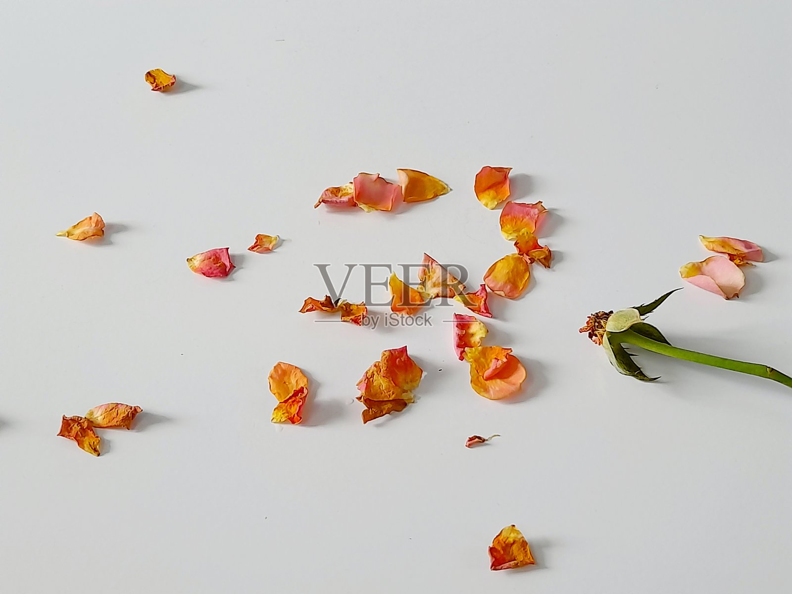 干花的美丽。照片摄影图片