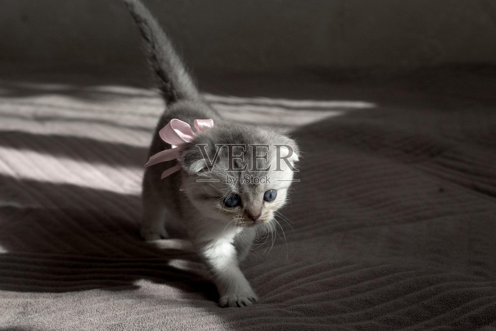 高地直耳银色小猫在奔跑照片摄影图片