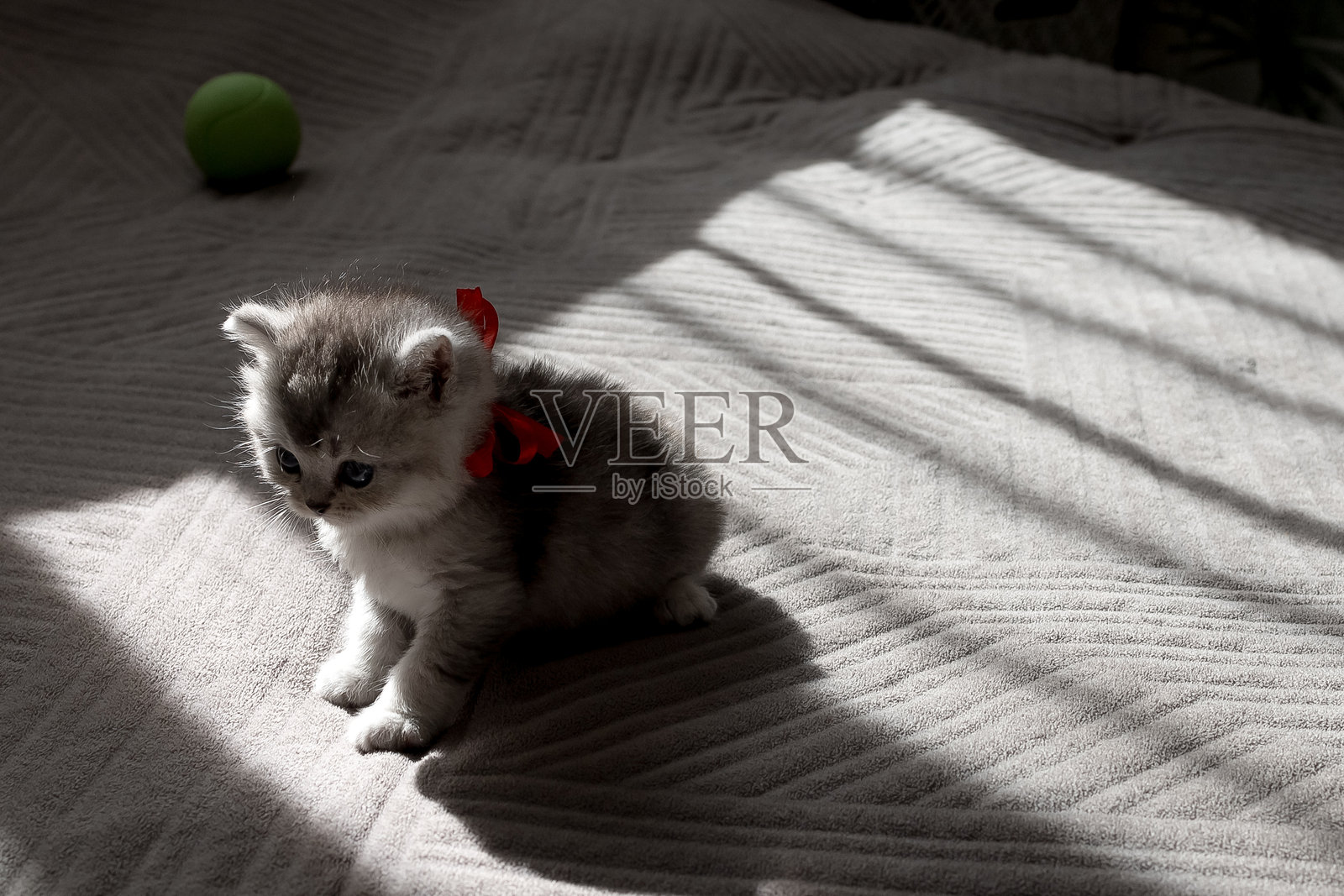 高地直耳银色小猫在奔跑照片摄影图片