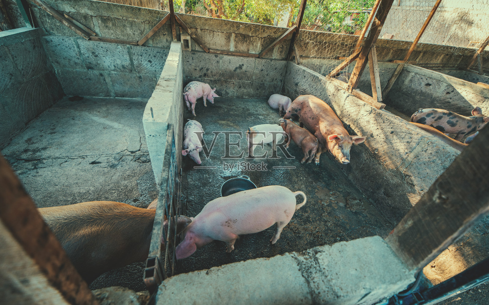 美丽的家庭养猪场景。家庭养猪场中的猪。照片摄影图片