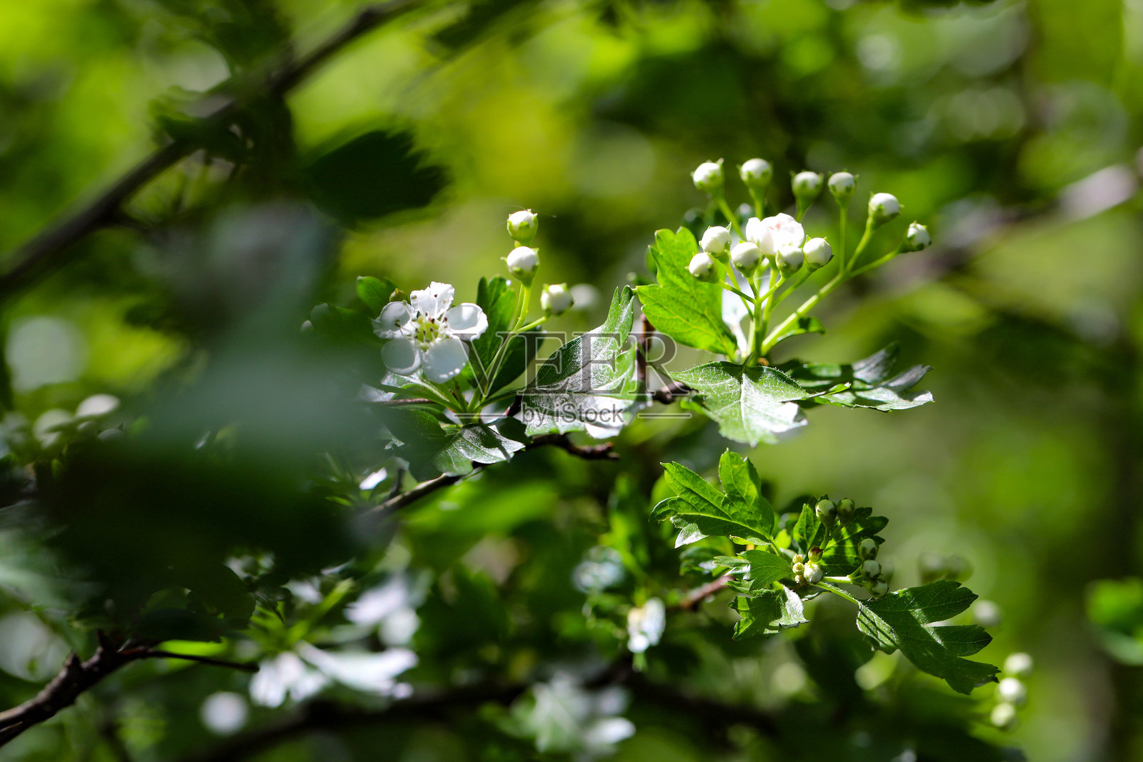 五彩缤纷的春季自然景观，花朵盛开照片摄影图片