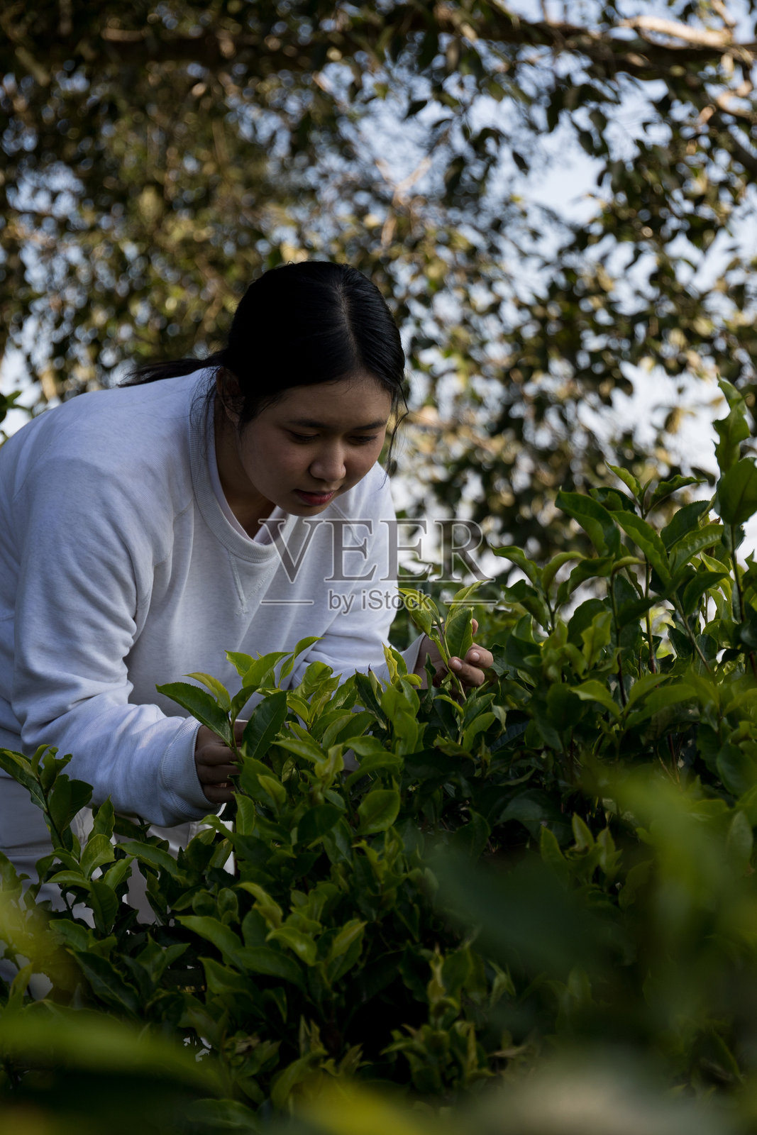 商业概念围绕新鲜绿茶的背景，展示有机农场的叶子，带有横幅的郁郁葱葱的花园，健康的植物树叶，生态草药，模糊的叶子种植园，新鲜的草药自然。照片摄影图片