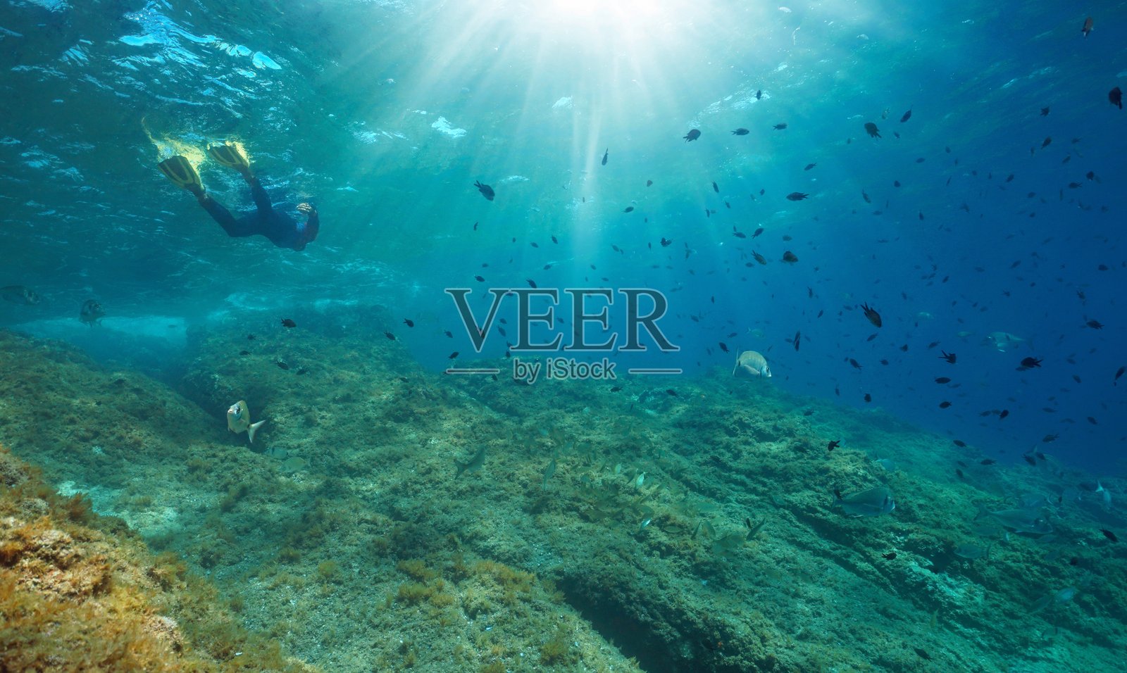 在地中海潜水，与鱼群和阳光共舞于水下照片摄影图片