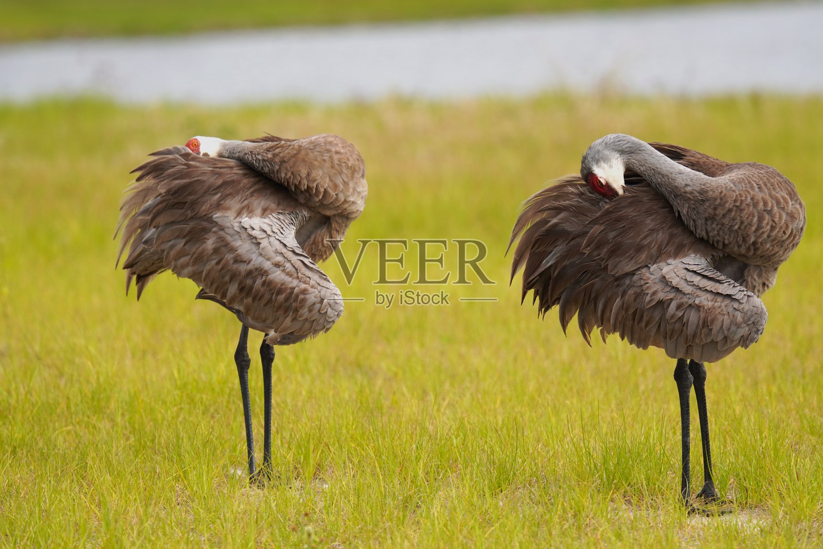 梳理羽毛照片摄影图片