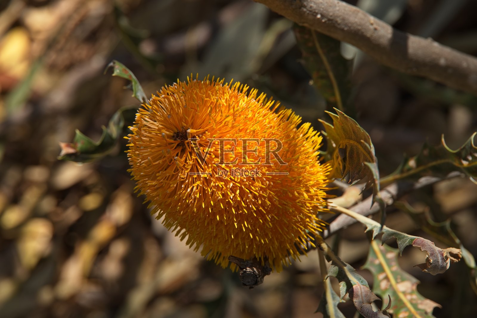 在澳大利亚西澳大利亚州珀斯的国王公园和植物园中盛开的银行花照片摄影图片
