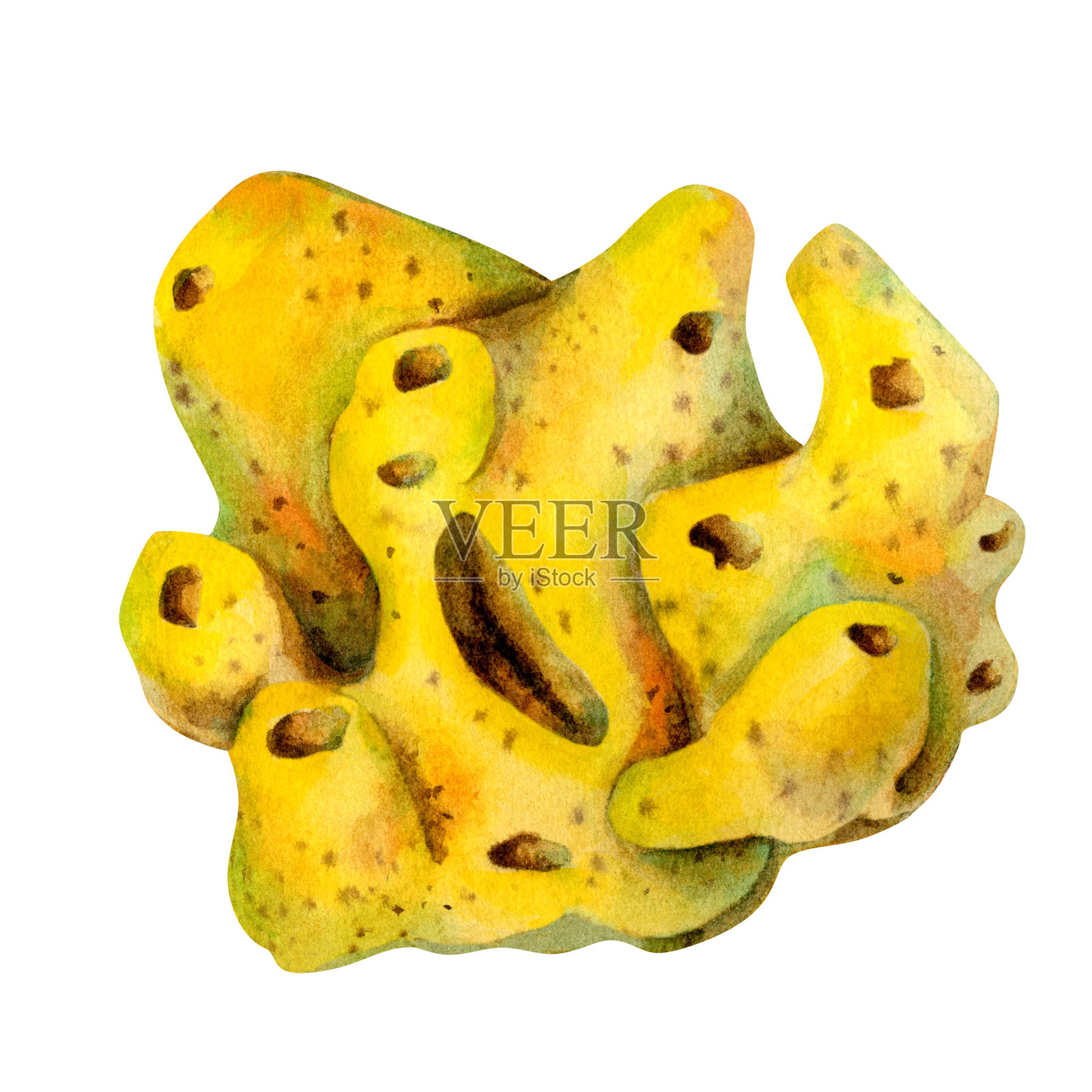 水下海柠檬海绵（多孔动物门）生长在珊瑚礁上。明亮黄色的滤水海绵水彩插图，背景为白色，适用于海洋设计、浮潜、潜水、书籍和艺术。插画图片素材