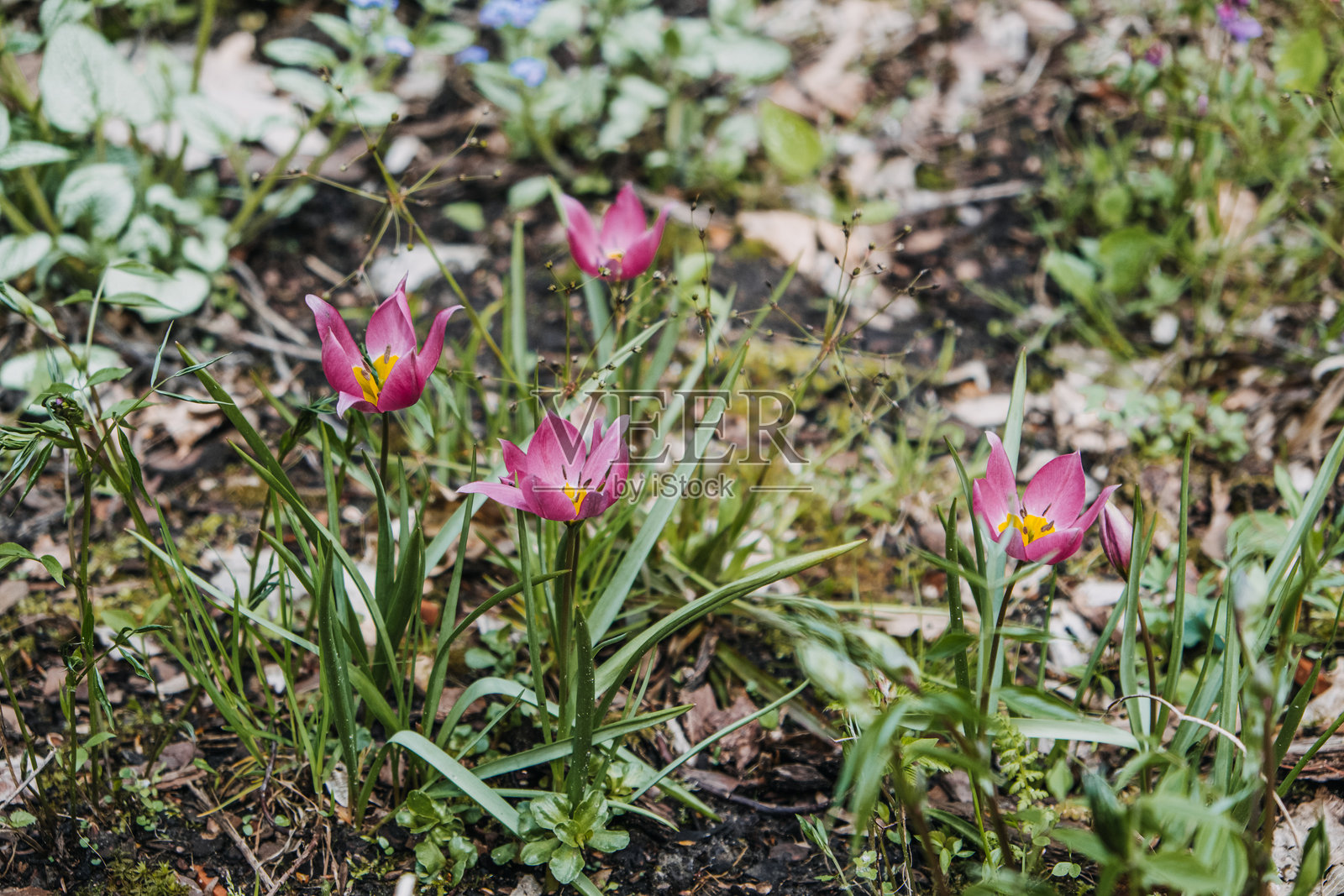 花园中盛开的矮牵牛花。植物摄影，自然，粉色郁金香品种，春季绽放，观赏园艺，花卉栽培概念照片摄影图片
