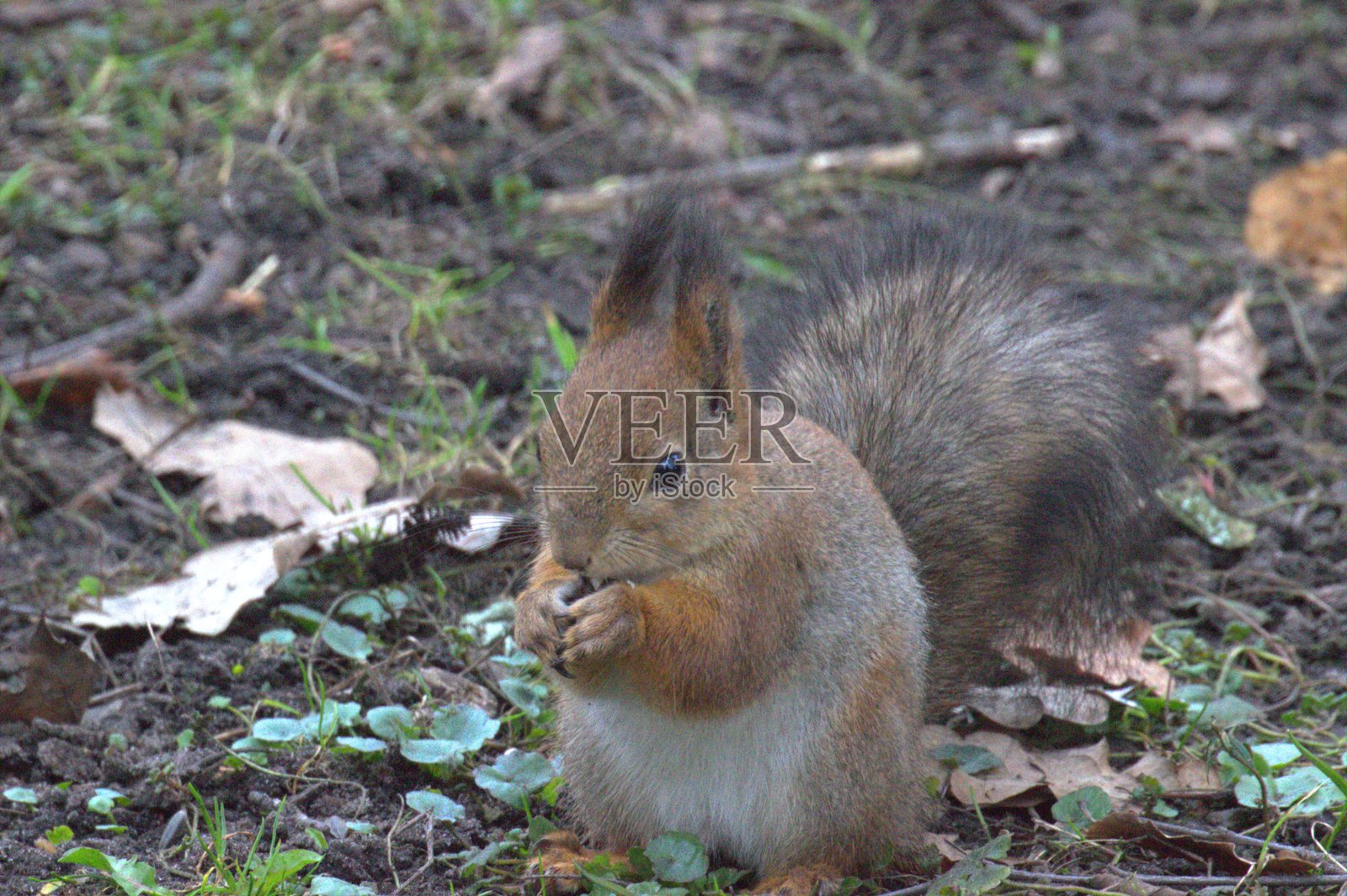 春季公园中的常见松鼠照片摄影图片