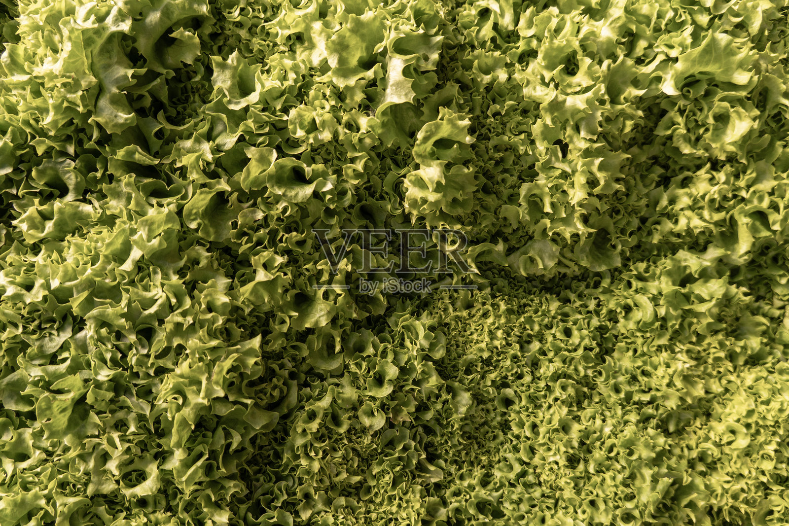 丰盛的新鲜生菜头展现出鲜艳的绿色，叶形各异，非常适合用作背景和健康饮食的视觉效果。照片摄影图片