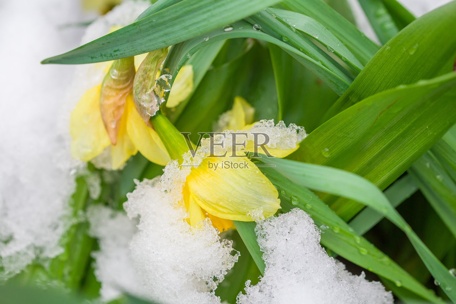 雪下的花朵照片摄影图片