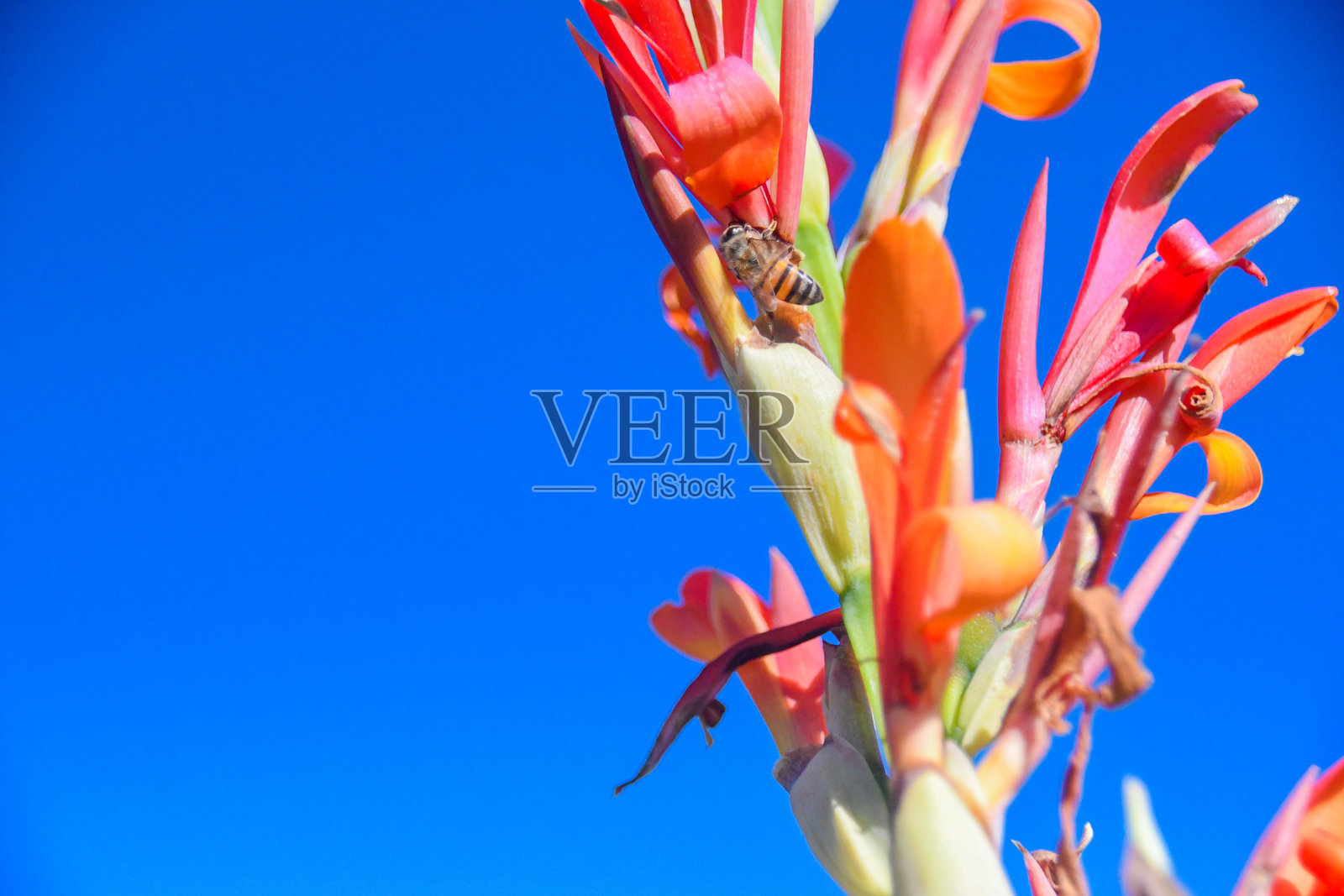 蜜蜂在红花上照片摄影图片