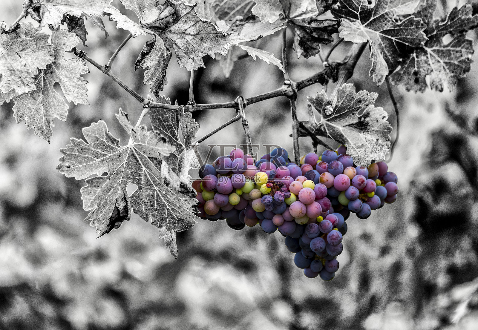 葡萄照片摄影图片