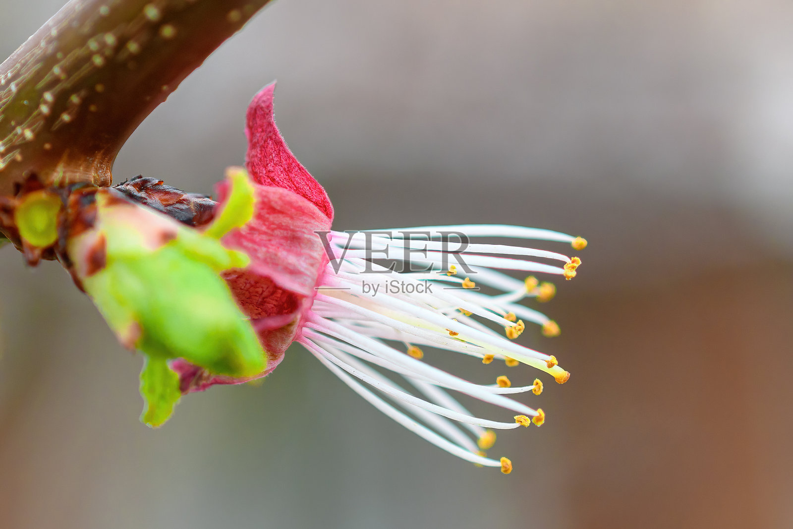 杏花花蕊春天照片摄影图片