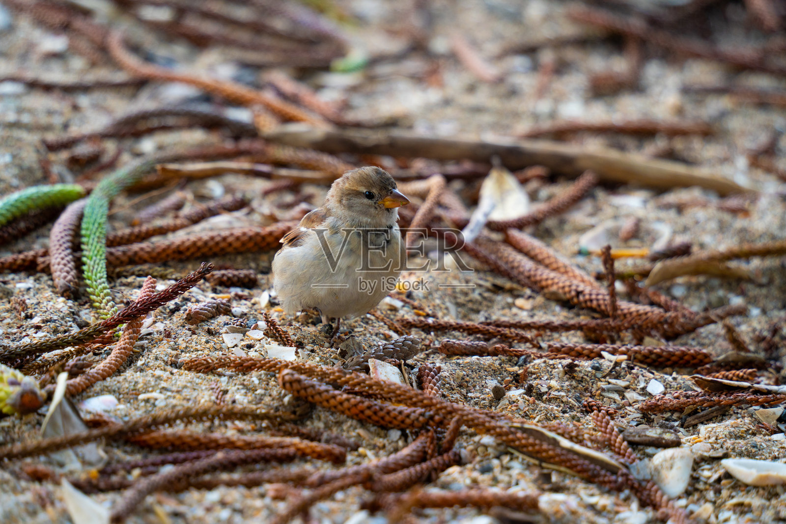 沙滩上的麻雀照片摄影图片