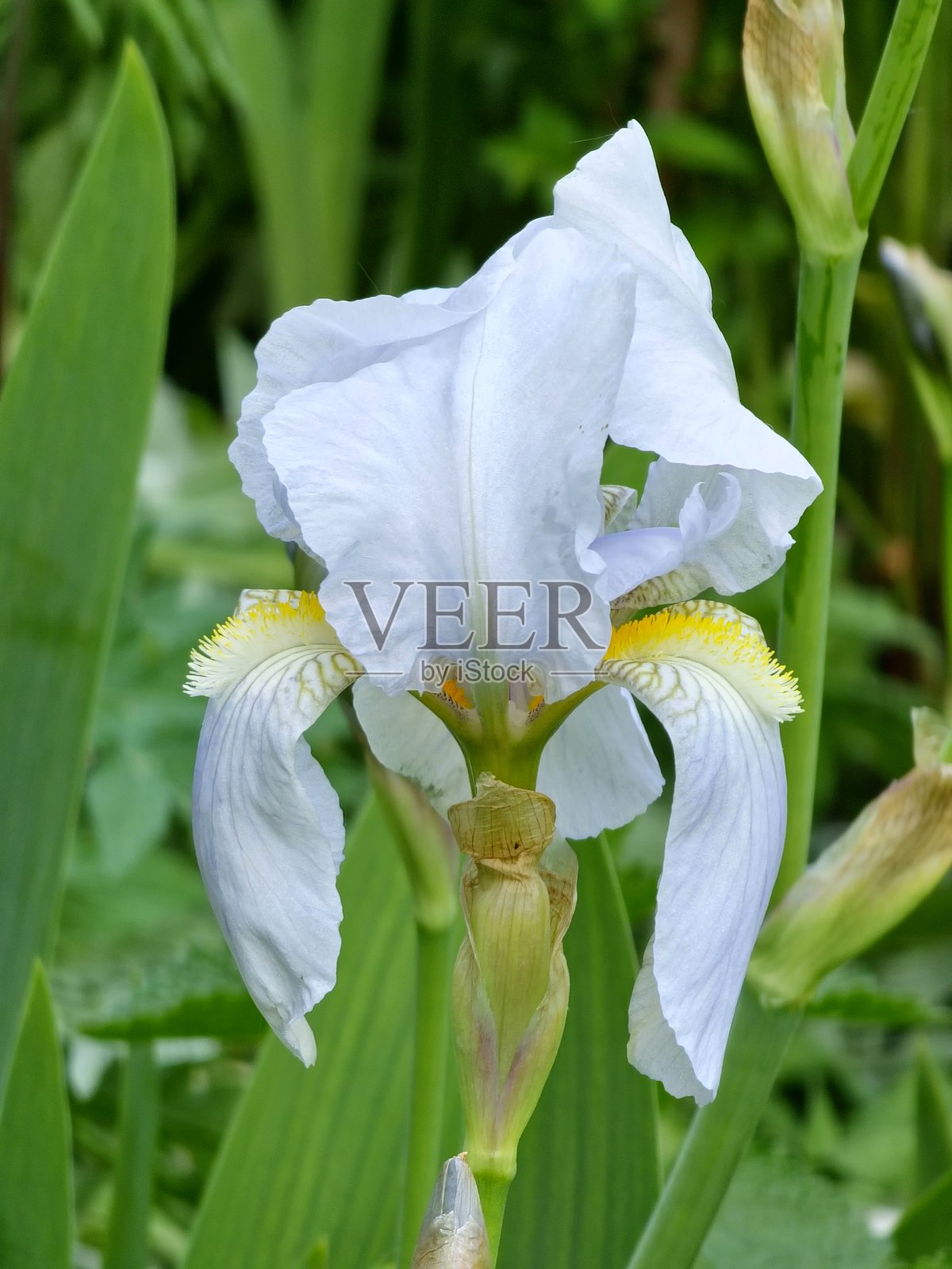 白紫色的鸢尾花（Iris germanica）特写，生长在花园中。照片摄影图片