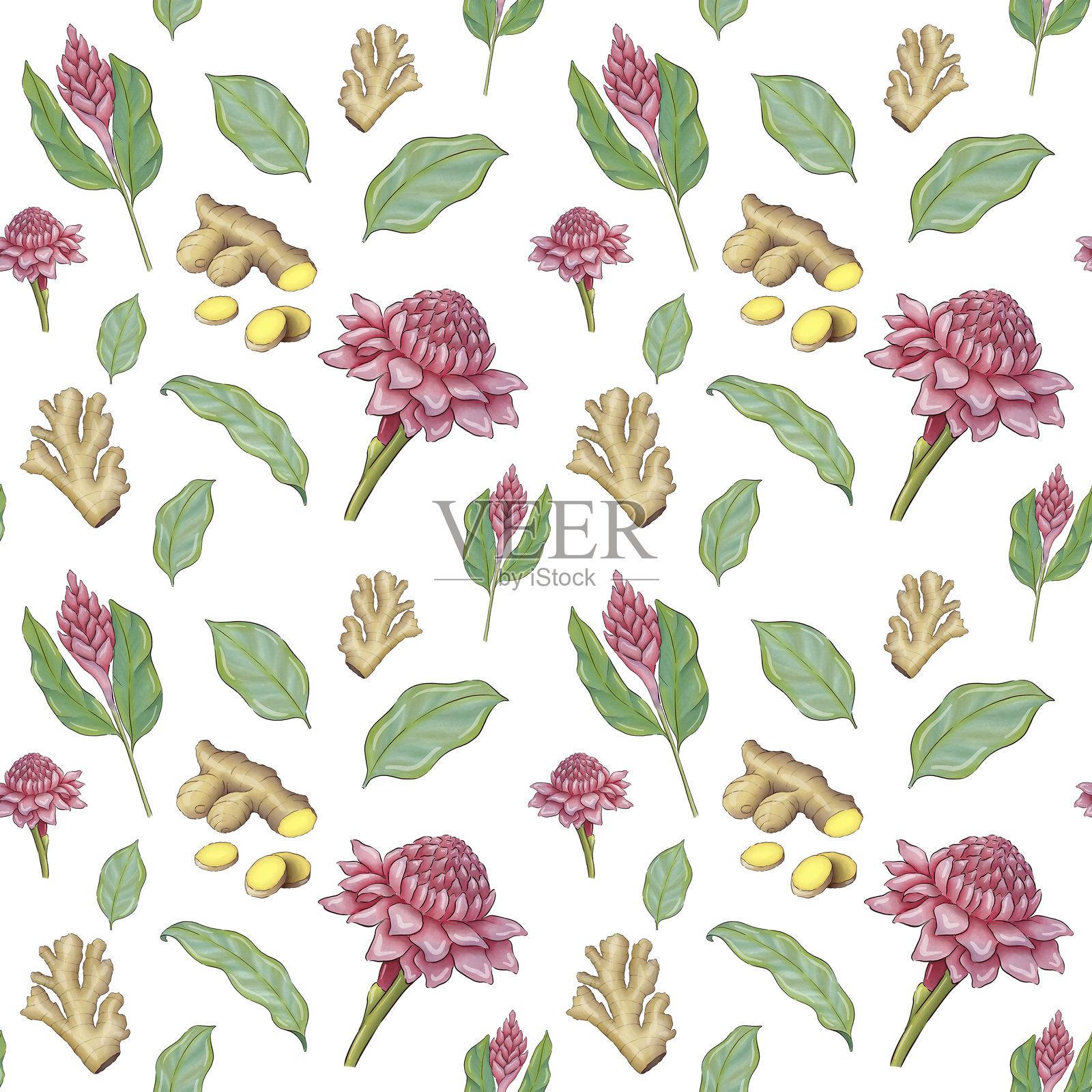 姜的插图集插画图片素材