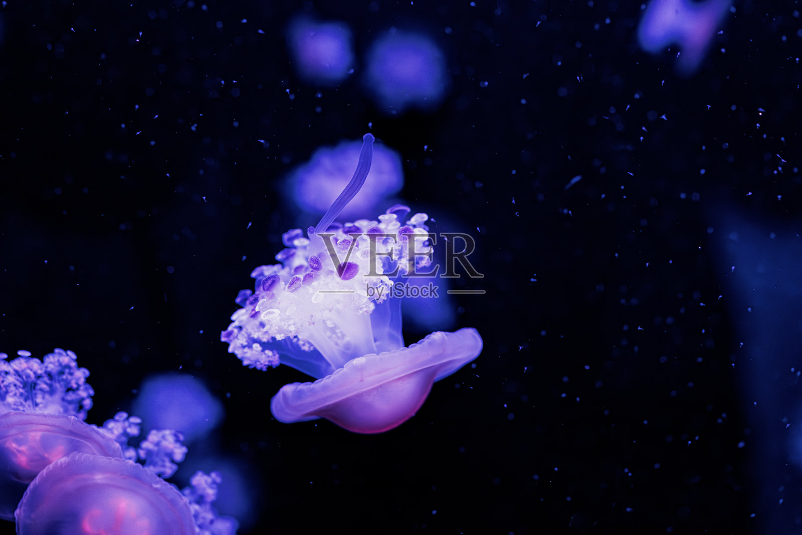 水下摄影，肚皮水母（Cotylorhiza tuberculata），地中海水母照片摄影图片