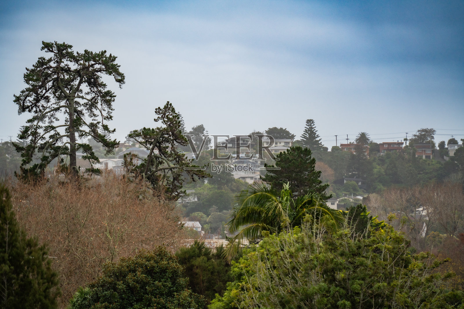奥克兰的绿色住宅区照片摄影图片