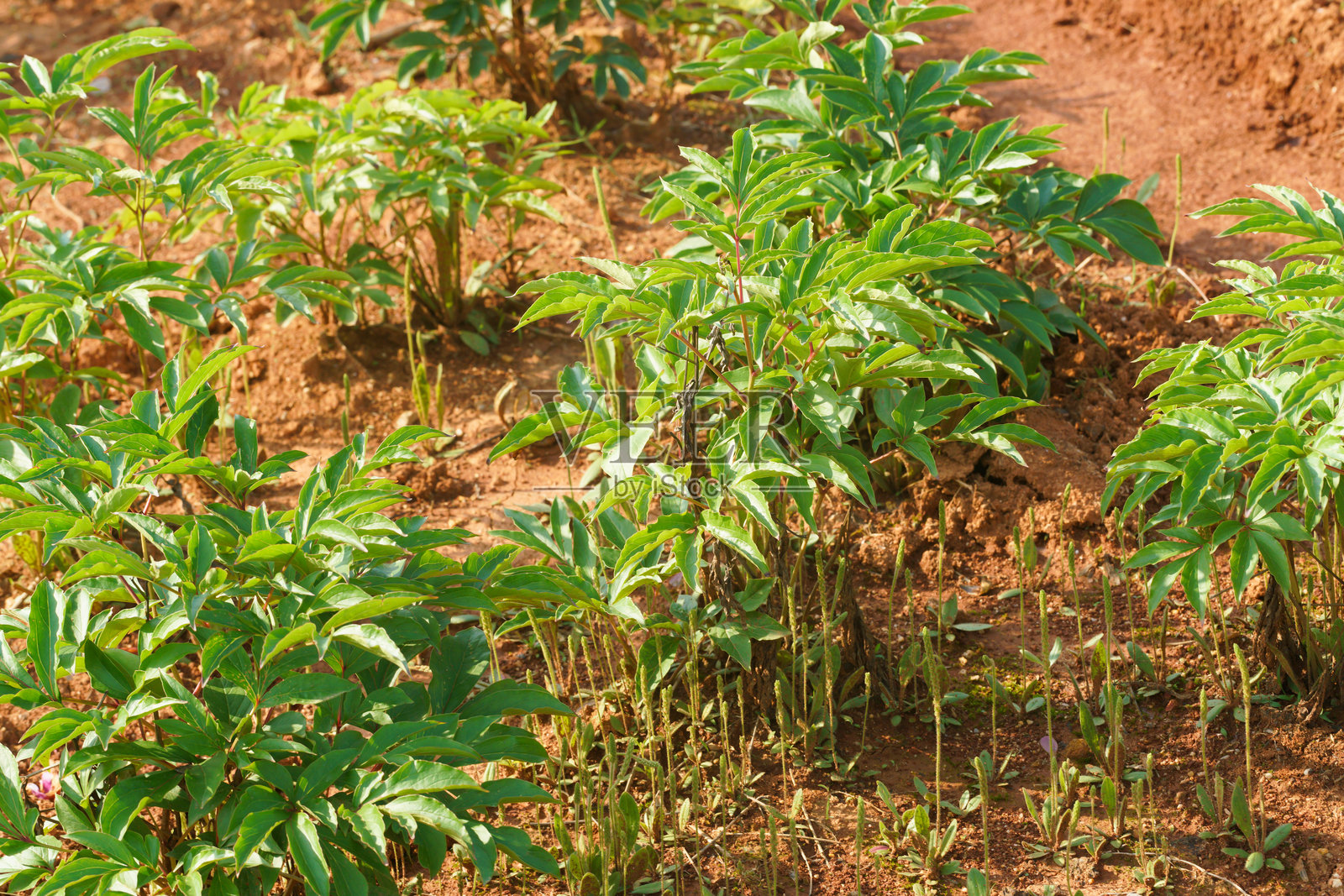 户外的中药植物白芍(Paeonia lactiflora Pall.)照片摄影图片