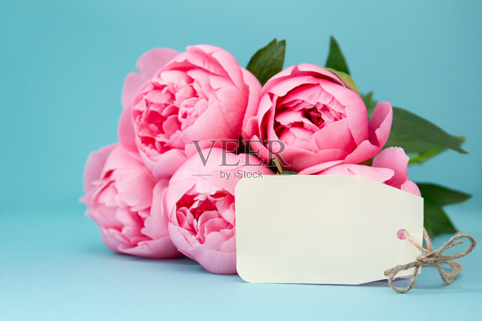 蓝色背景上的粉色牡丹与礼品标签照片摄影图片