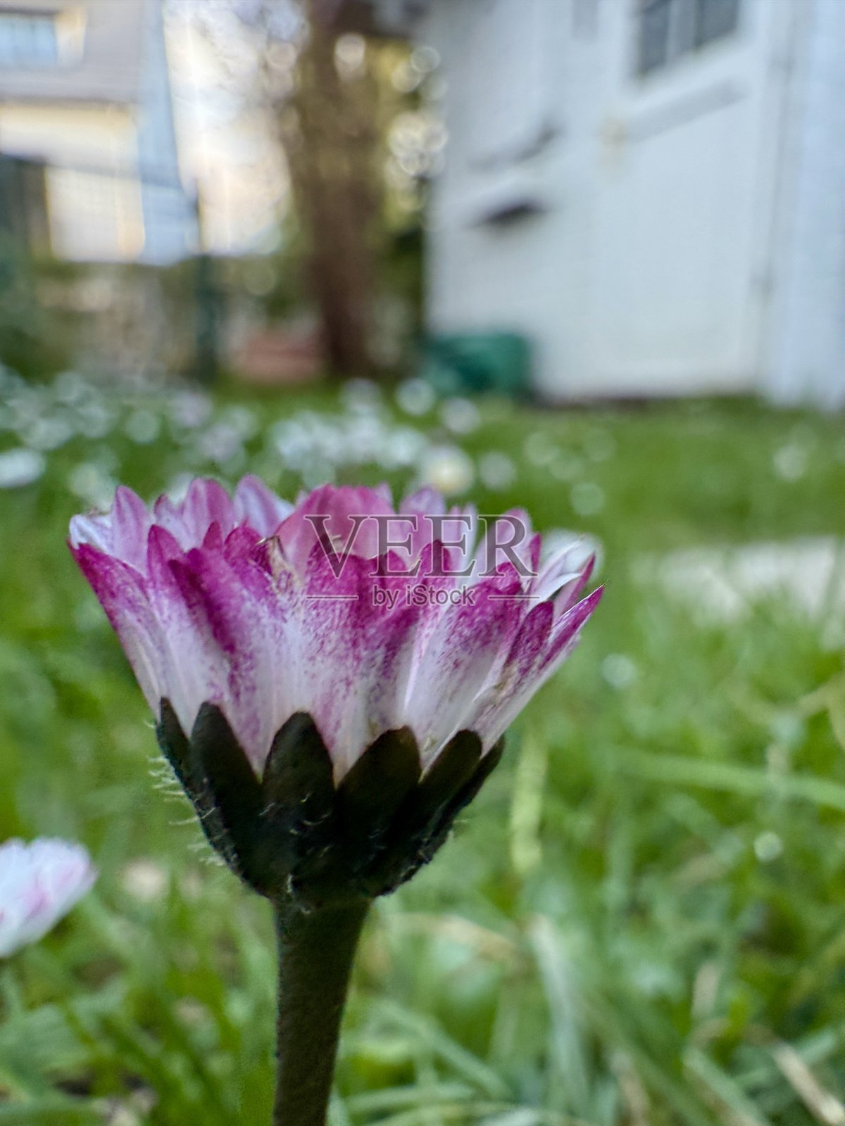 春天照片摄影图片