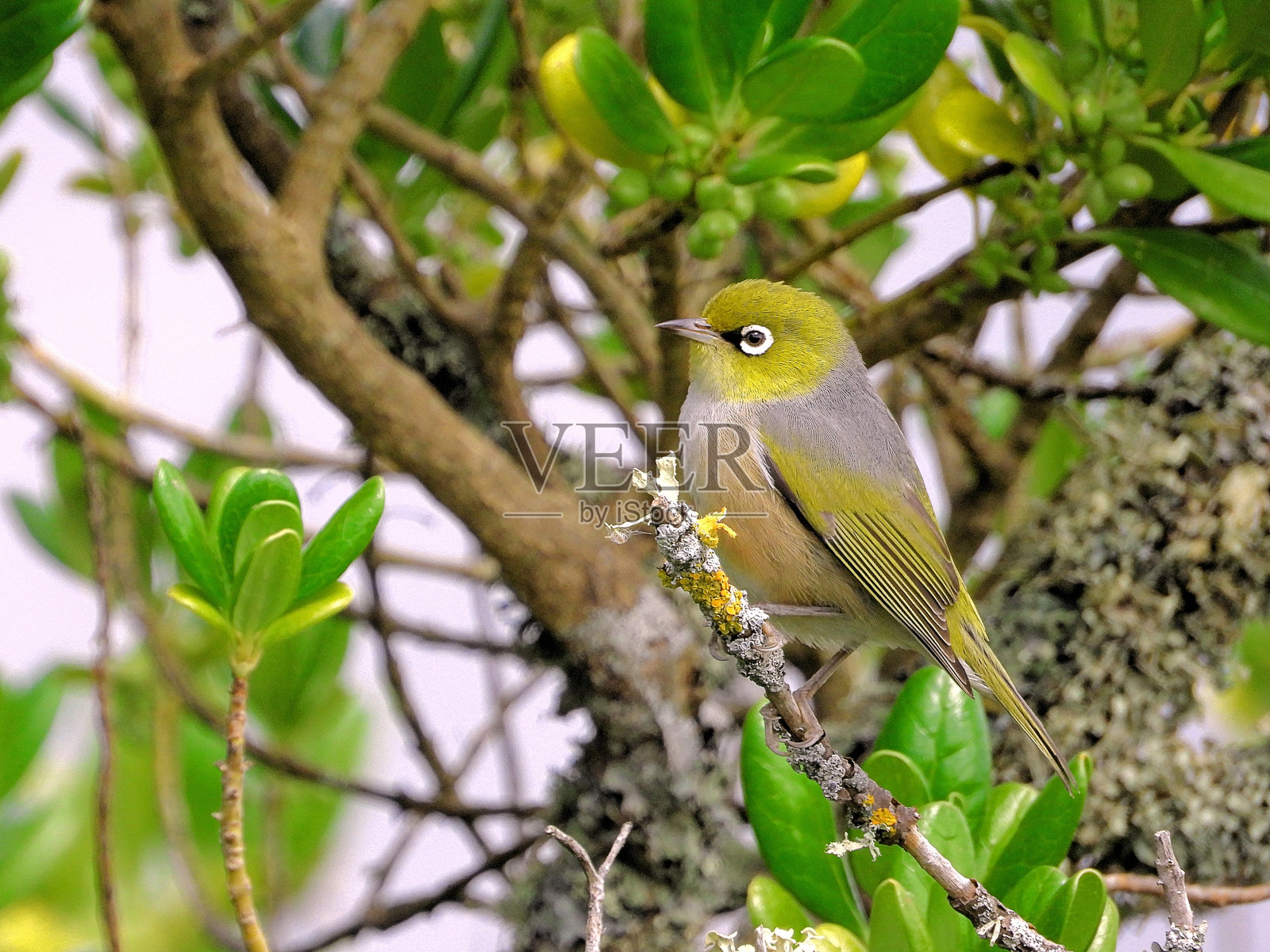 普伦比特湖，维多利亚州，澳大利亚西部乡村照片摄影图片