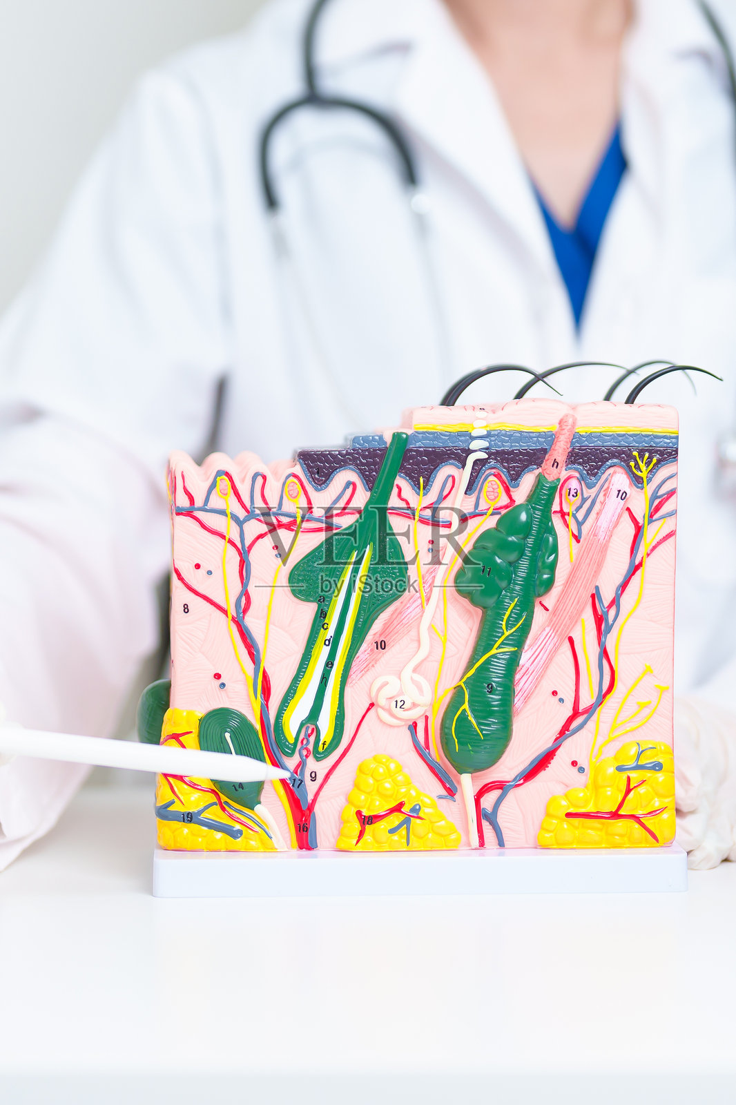 皮肤科医生与人体皮肤解剖模型，展示皮肤结构、皮肤疾病和脱发。健康护理、皮肤病治疗、美容手术和美容咨询诊所。照片摄影图片