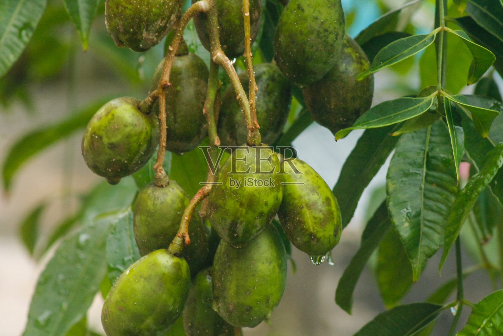 凯东东，安巴雷拉，六月李果。 有机凯东东树结果非常丰盛。一根树枝大约能结出10个凯东东果。生长良好，适合在院子里种植。照片摄影图片