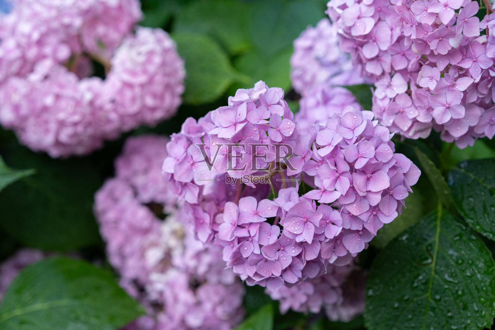 春季花园中盛开的粉色绣球花，带有水珠。照片摄影图片