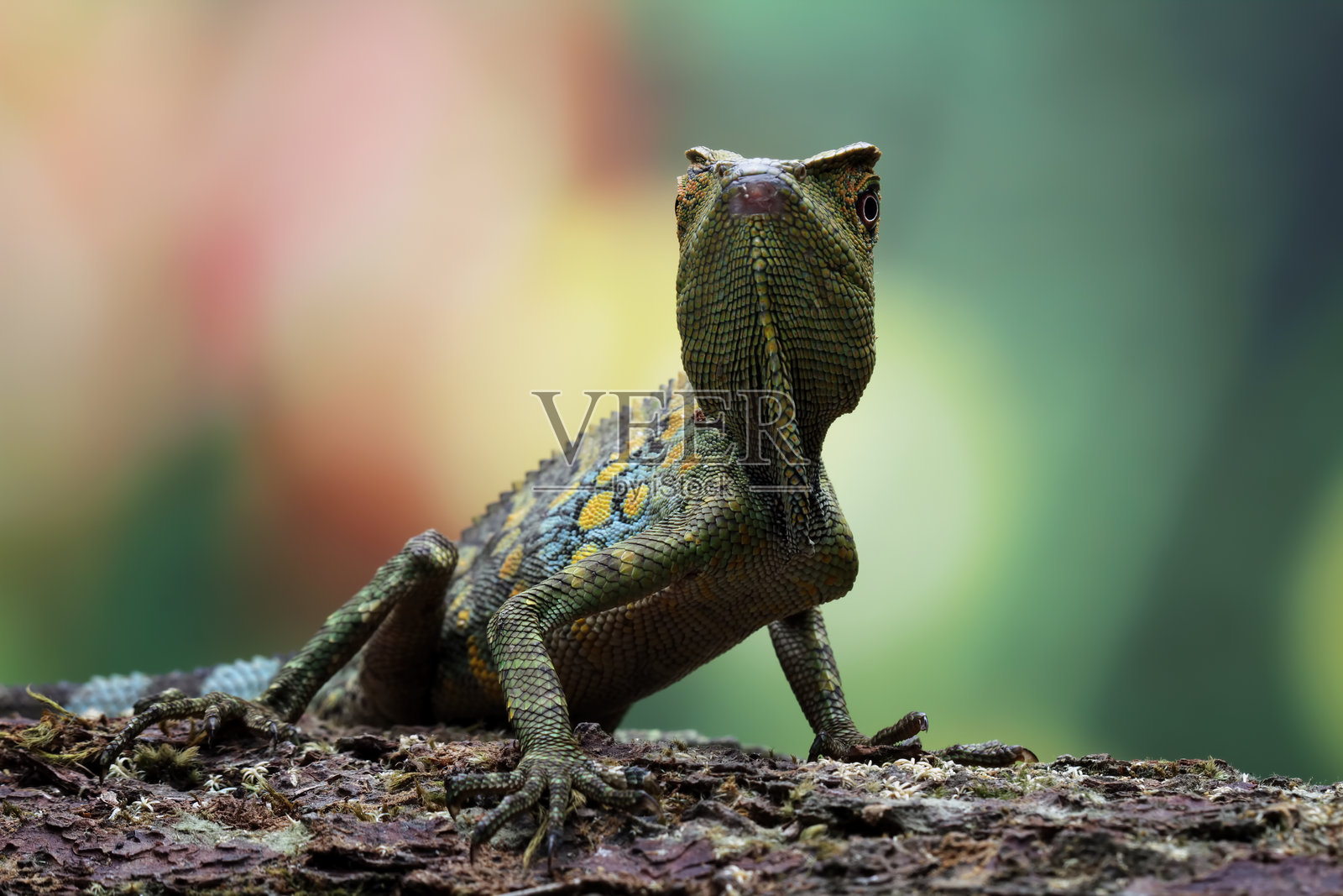 森林龙蜥在木头上，变色龙蜥（Gonocephalus chamaeleontinus）照片摄影图片