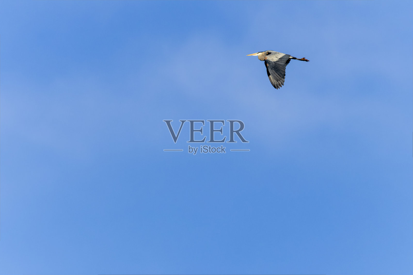 蓝鹭在飞翔照片摄影图片