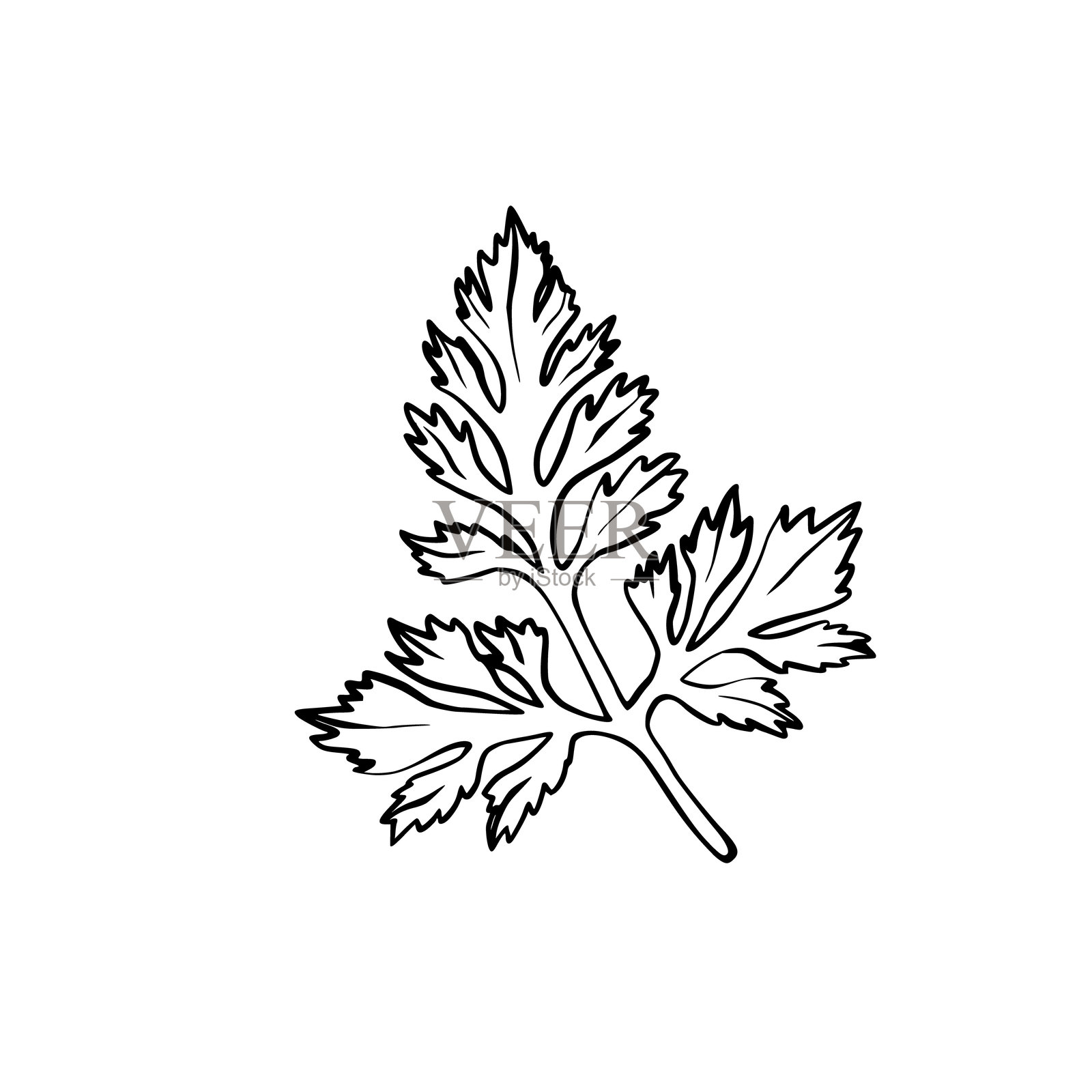 黑色轮廓的香菜和洋甘菊叶矢量图插画图片素材