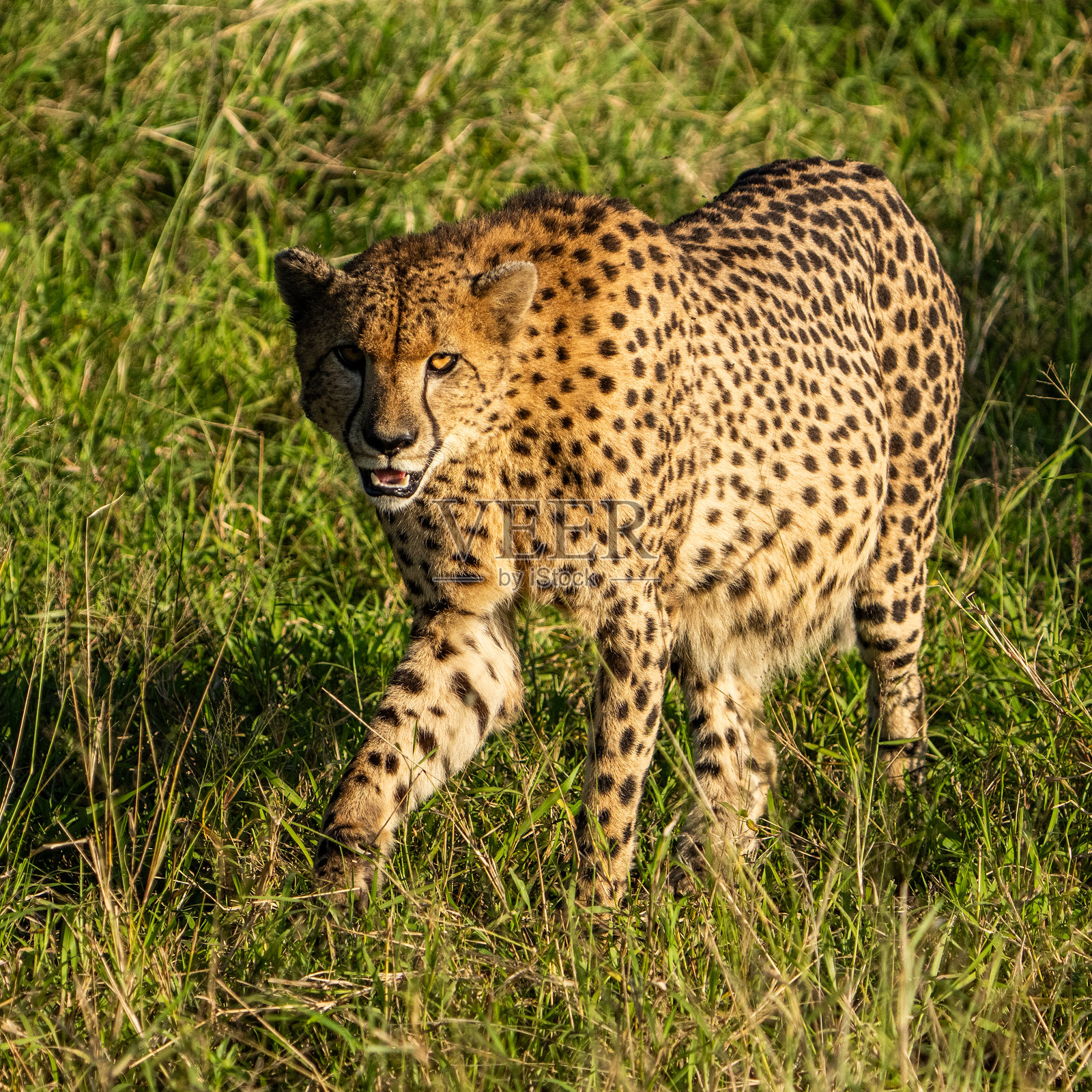 在祖鲁尼亚拉保护区潜行的猎豹照片摄影图片