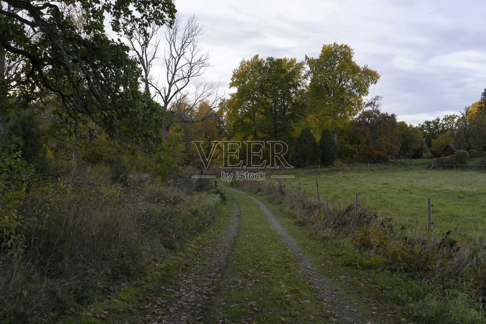 瑞典秋季的自然风光与景观。照片摄影图片