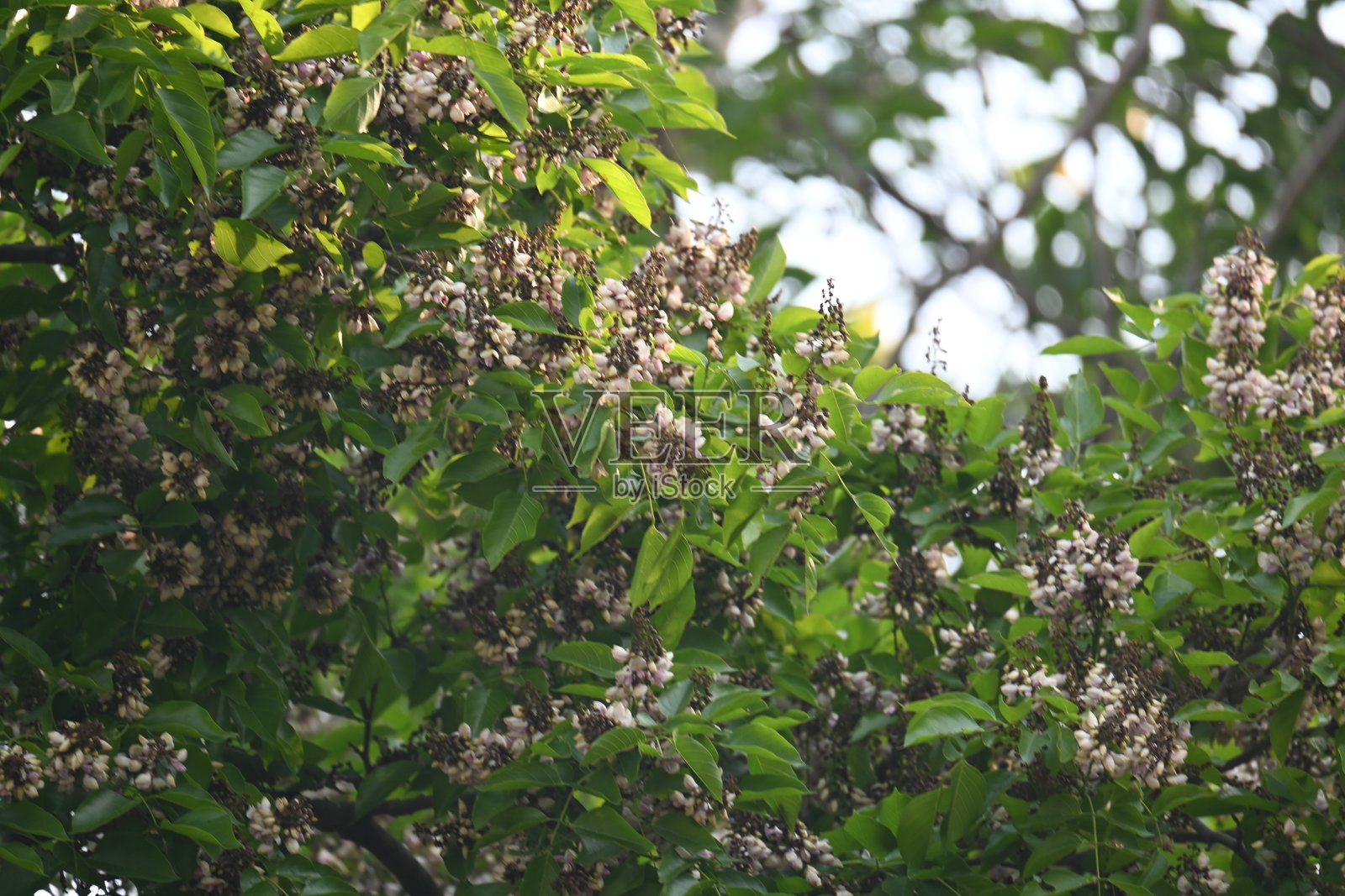 木豆花。照片摄影图片