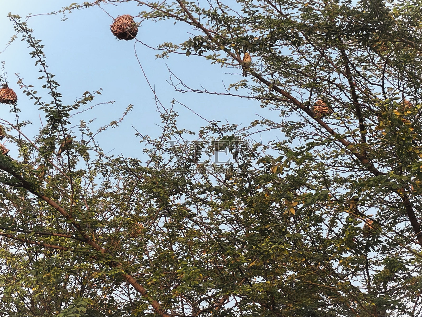 一只鸟栖息在黎明时分树冠的枝头，巢穴轻轻悬挂。照片摄影图片