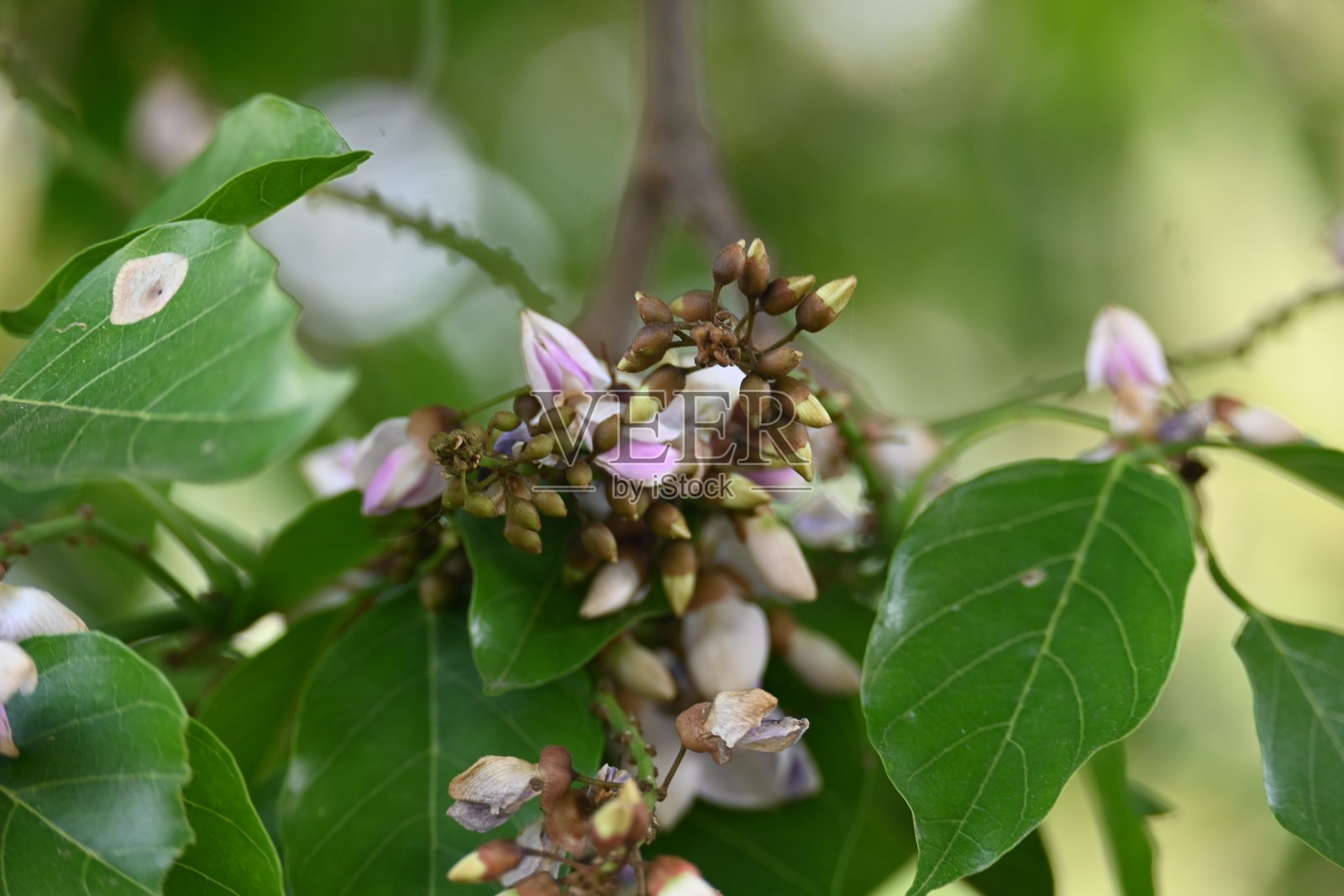 木豆花。照片摄影图片