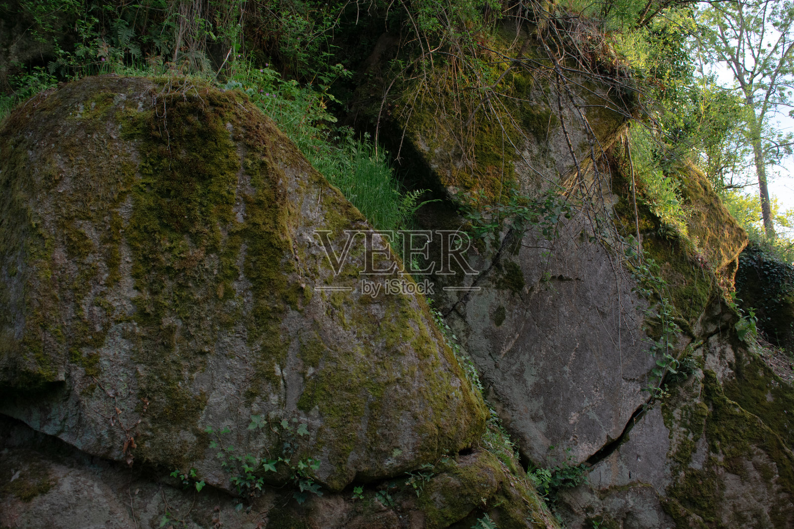 覆盖着苔藓的野生森林中的大块野石照片摄影图片