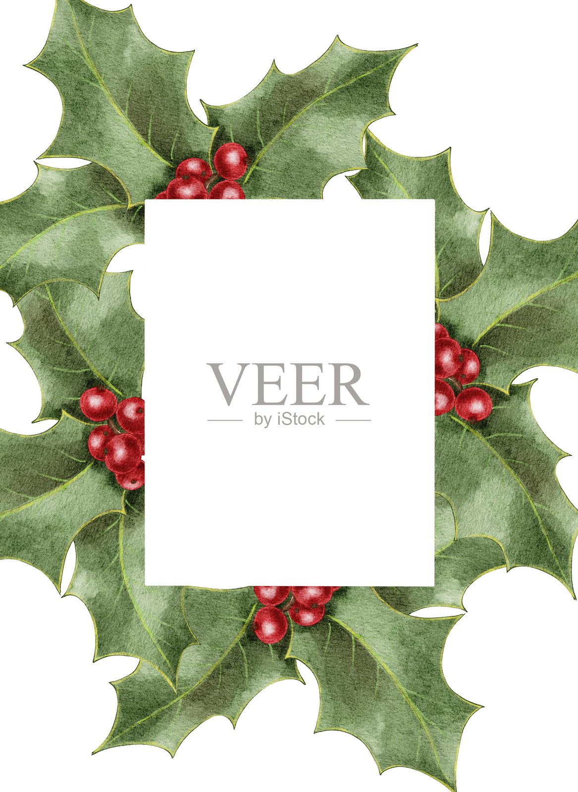 圣诞冬青与红色浆果插画图片素材