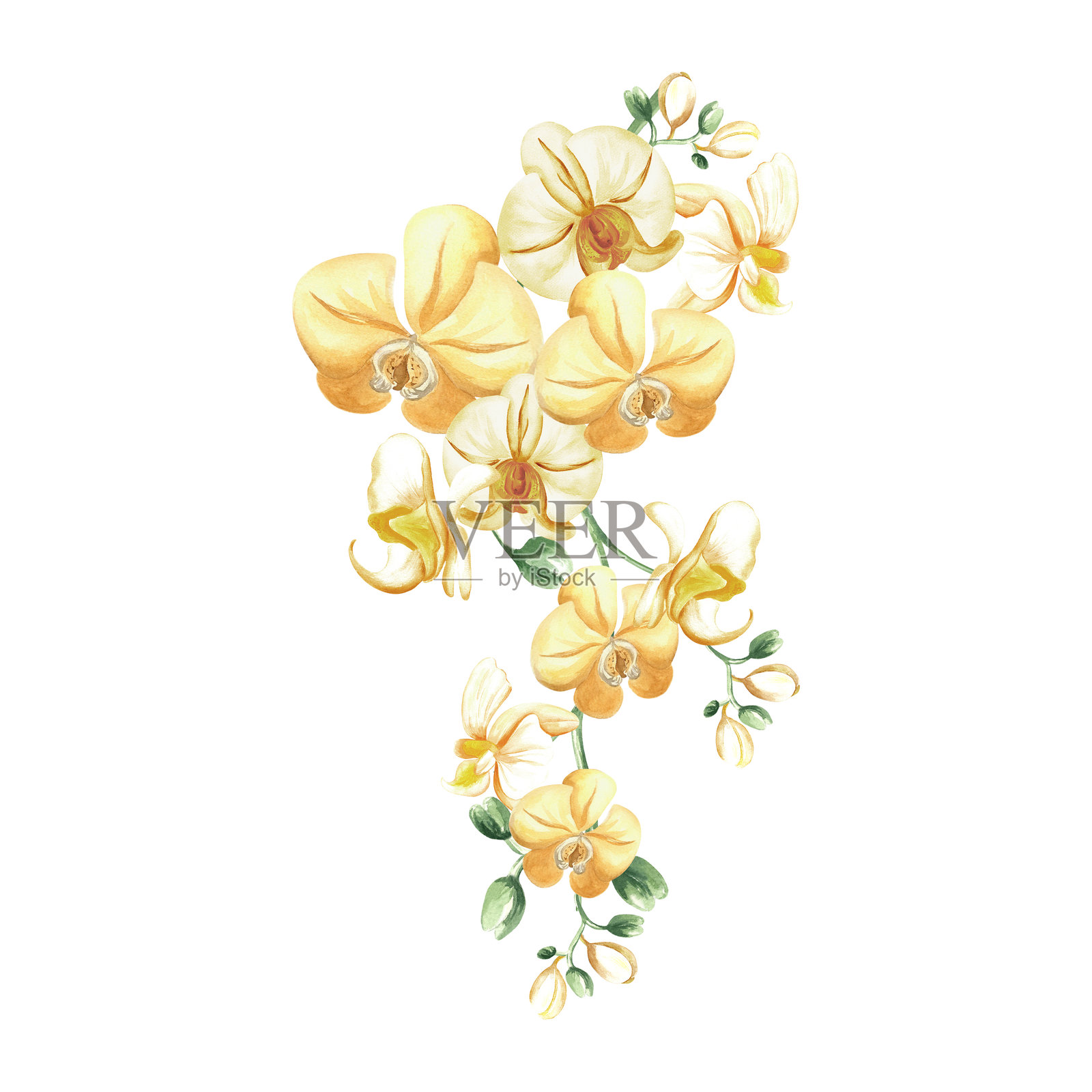 孤立的黄色兰花水彩插图，花朵盛开在枝条上。用于春季丛林设计的异国热带植物。手绘的蝴蝶兰枝条，采用逼真的植物风格。花卉剪贴画。插画图片素材