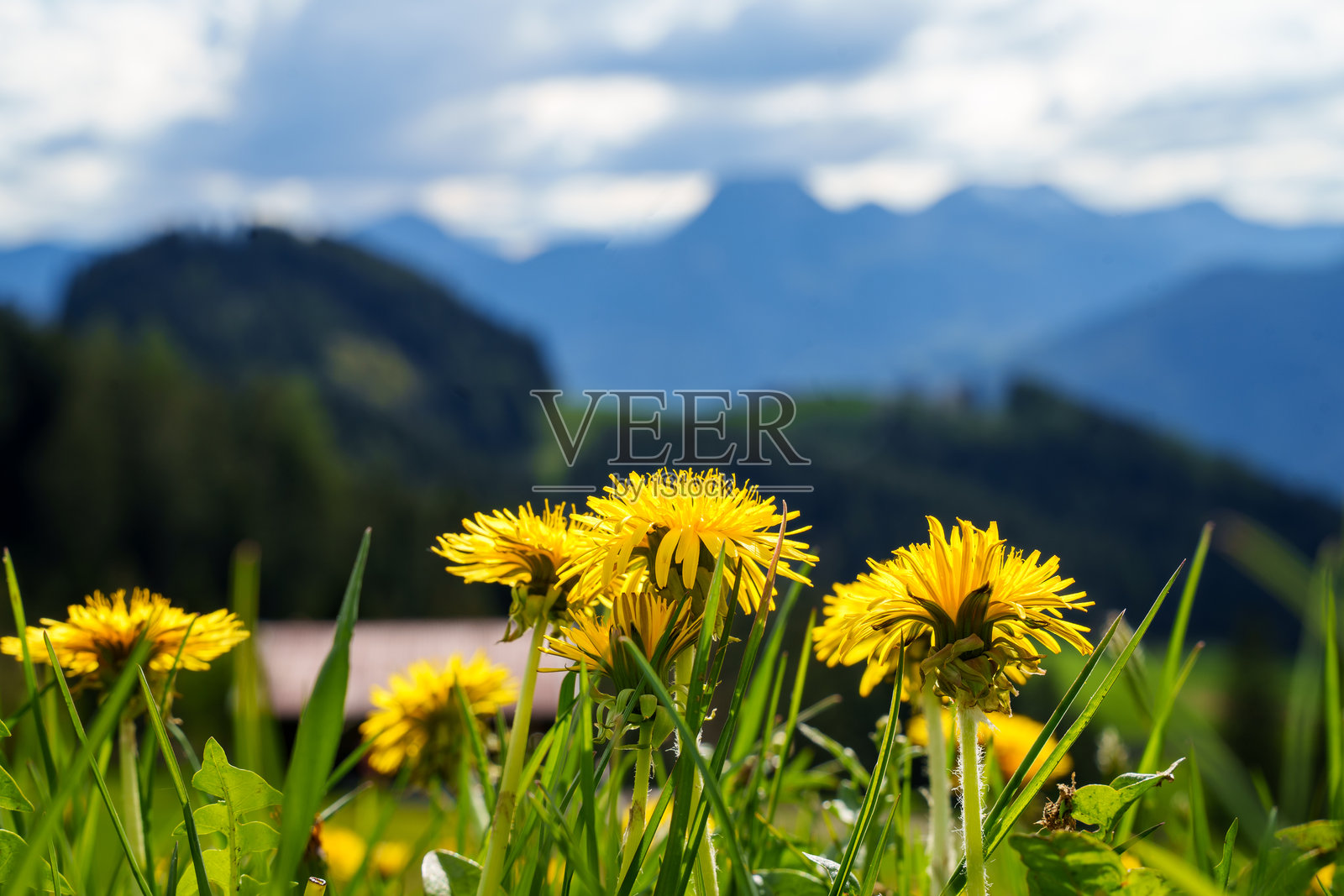 阿尔卑斯山的草甸上盛开着明亮的黄色蒲公英花照片摄影图片