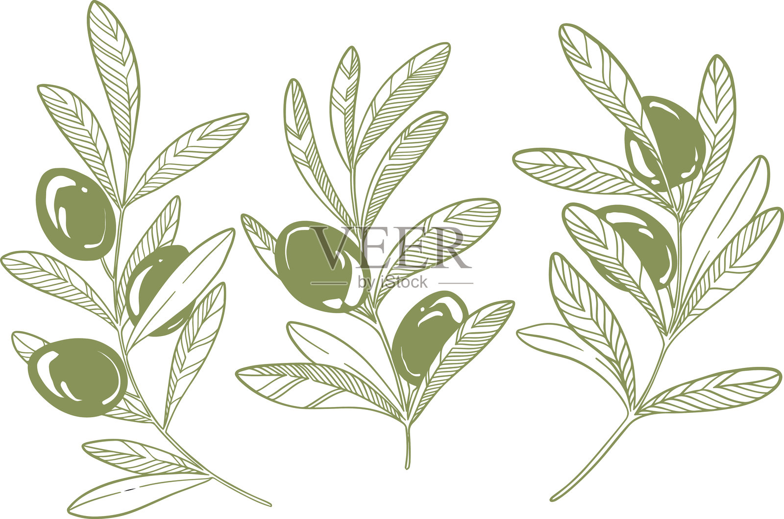 带有橄榄果实的轮廓矢量树枝。绿色插图。插画图片素材