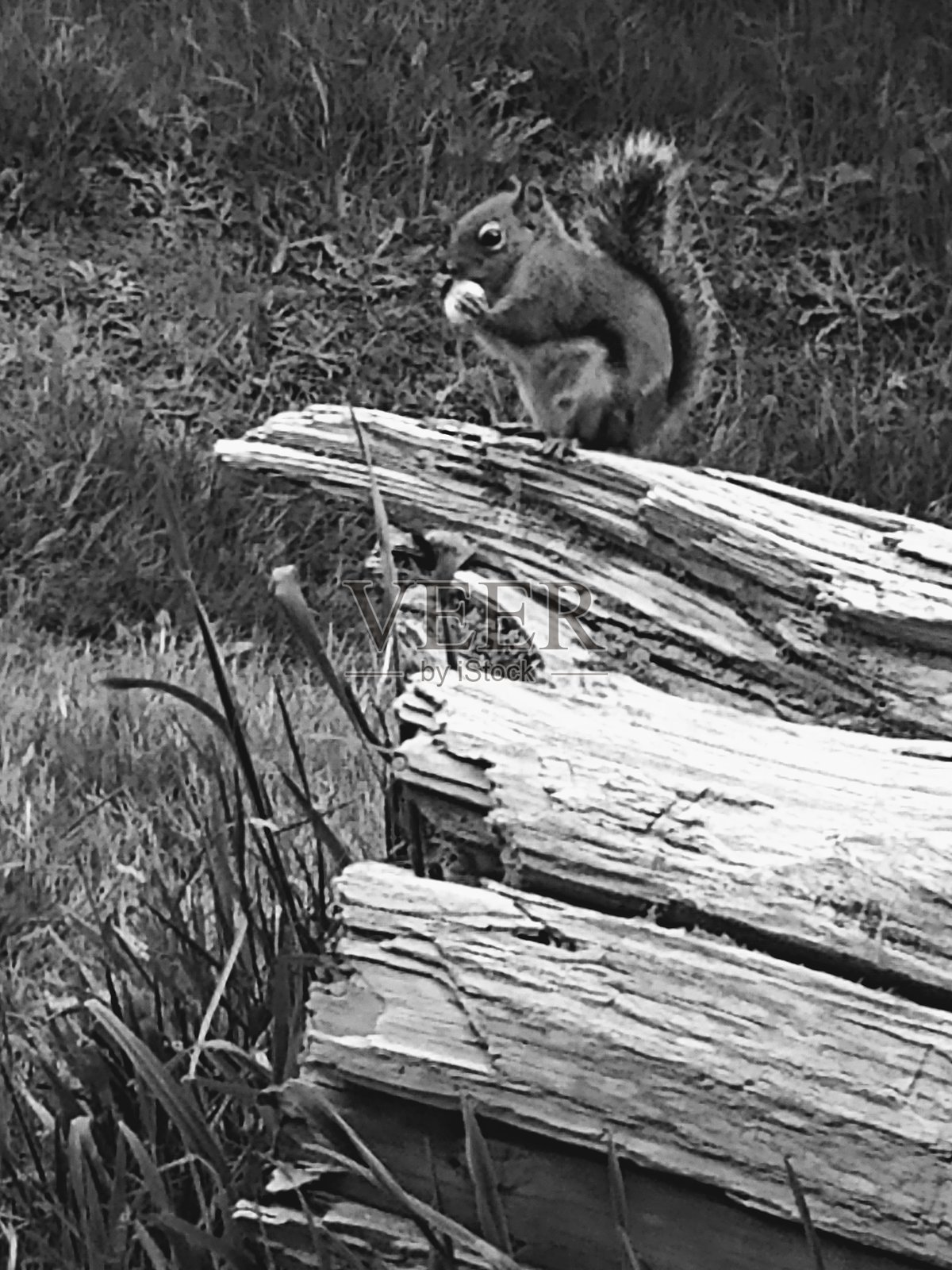 松鼠时光照片摄影图片