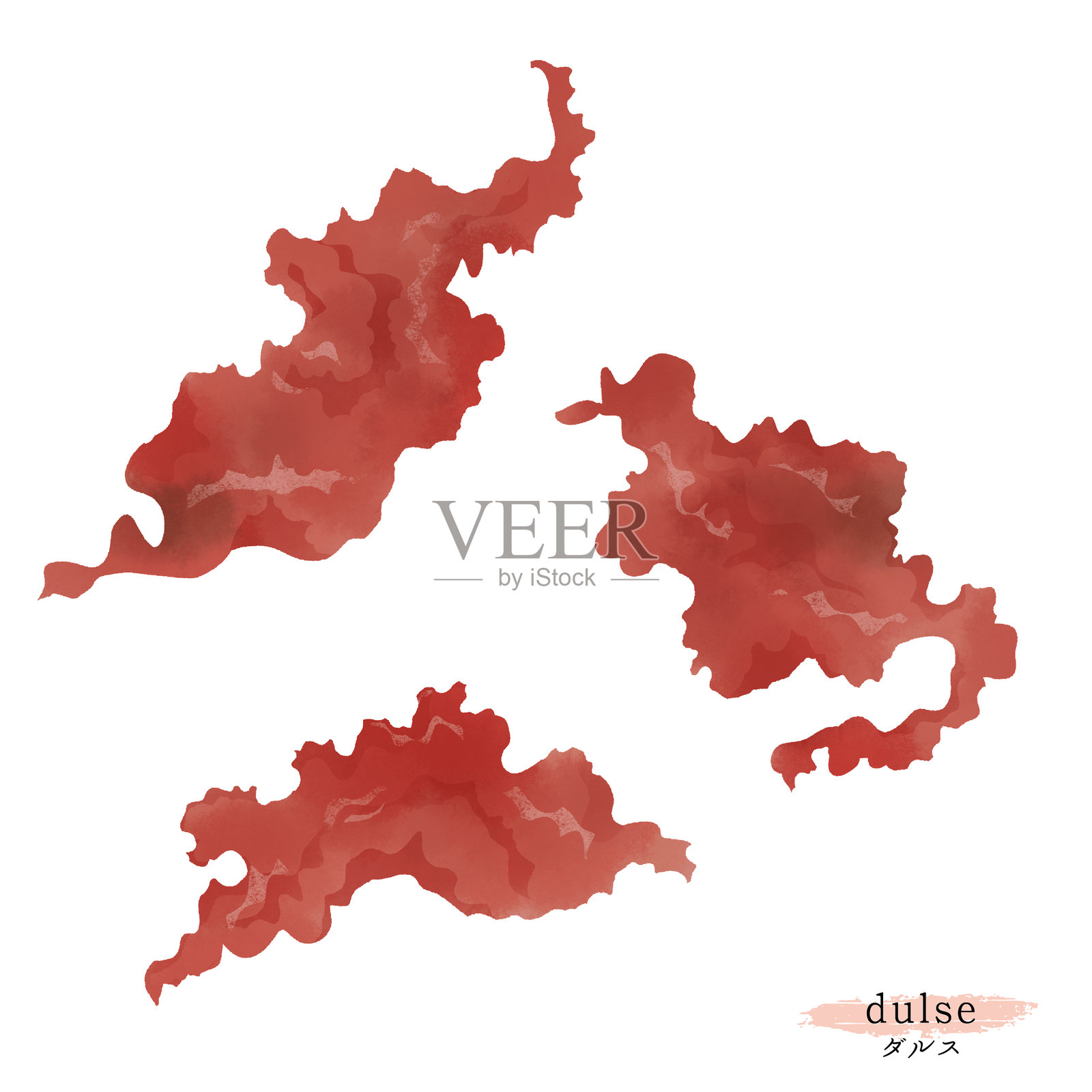 手绘的海藻插图插画图片素材