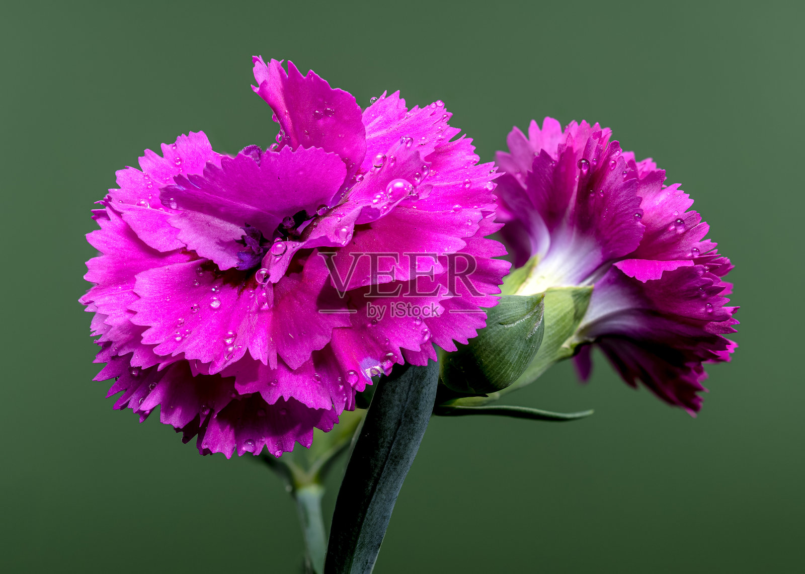 鲜艳的粉色康乃馨上沾满水珠，背景是柔和的绿色照片摄影图片