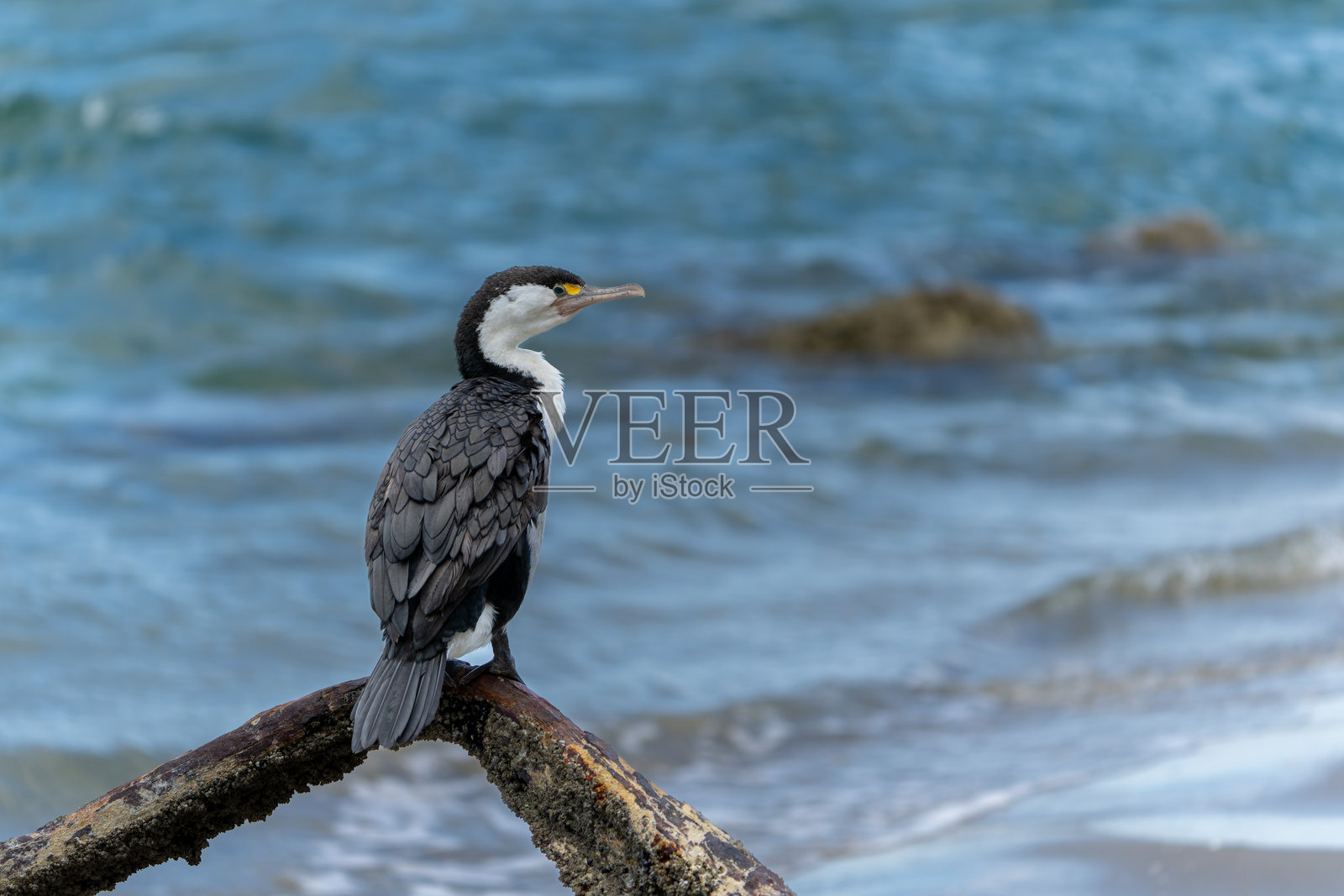 斑头鸬鹚栖息在树枝上照片摄影图片