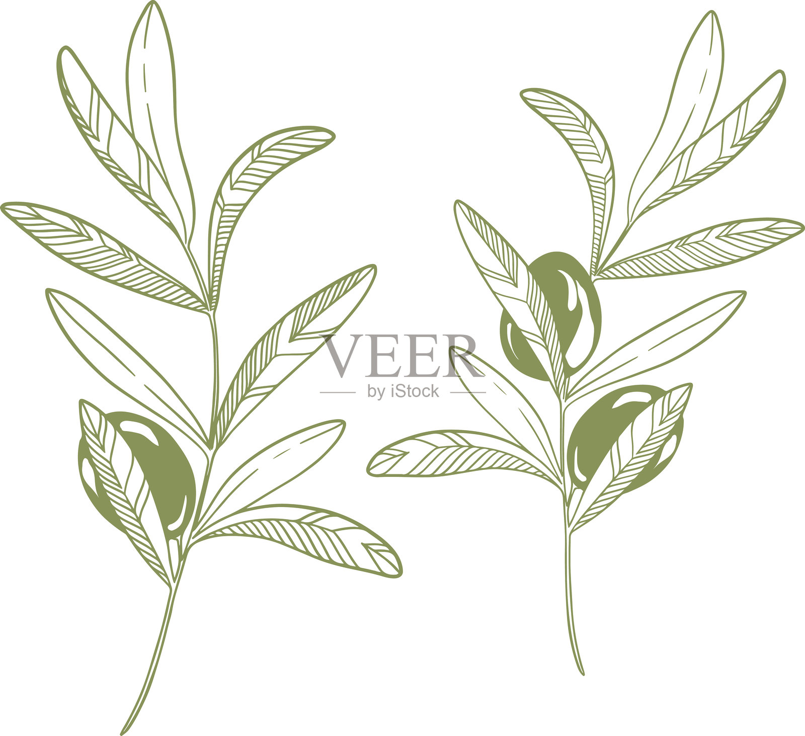 手绘的橄榄果枝矢量图。绿色插图。插画图片素材